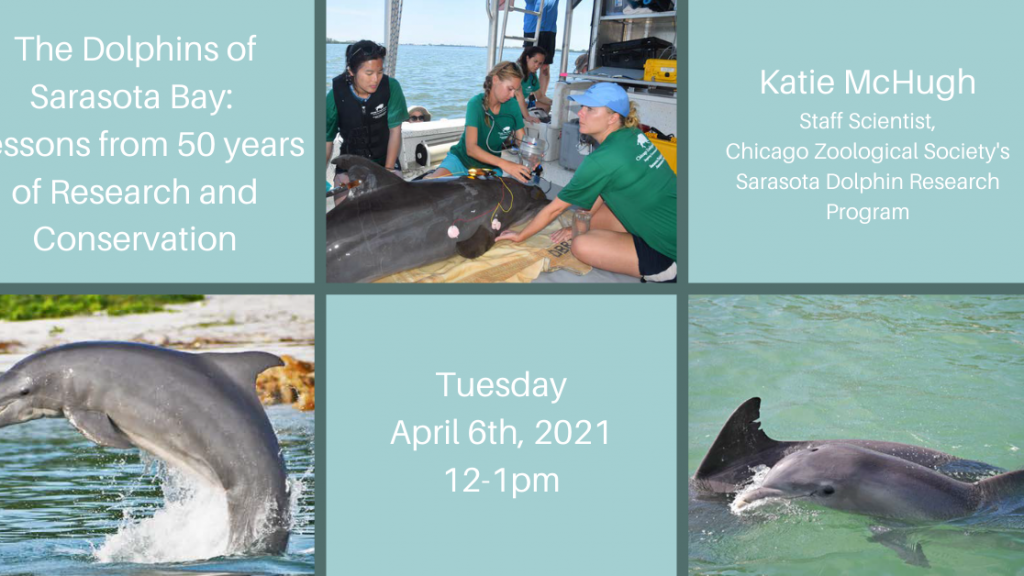 Dolphins Of Sarasota Bay 50 Years Of Research Open Partnership